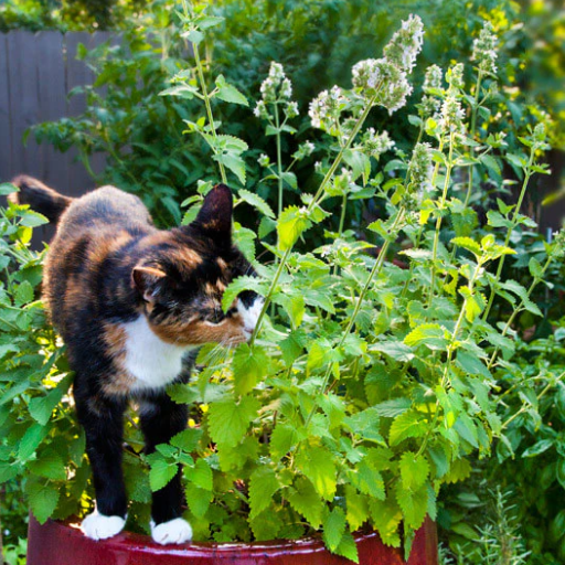 Understanding Catnip: The Basics