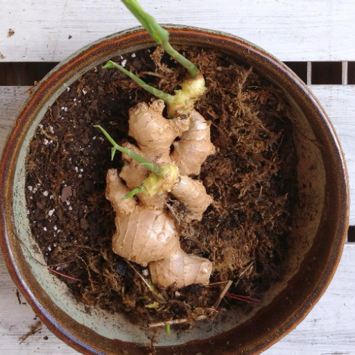 Care Tips for Growing Ginger Indoors